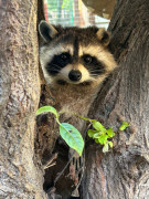 Малышка-пони Зоя, гусь-охранник Гриша и индюк-жених Колян: гжельский зоопарк показал миру своих новых обитателей