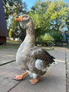 Малышка-пони Зоя, гусь-охранник Гриша и индюк-жених Колян: гжельский зоопарк показал миру своих новых обитателей