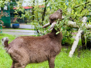 Малышка-пони Зоя, гусь-охранник Гриша и индюк-жених Колян: гжельский зоопарк показал миру своих новых обитателей