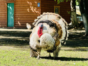 Малышка-пони Зоя, гусь-охранник Гриша и индюк-жених Колян: гжельский зоопарк показал миру своих новых обитателей